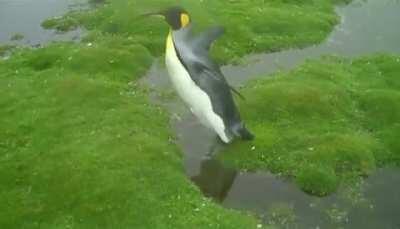 🔥 this penguins daring leap of faith