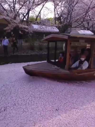 River of Sakura in Kyoto, Japan