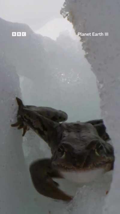 🔥🐸Frog races down a mountain to find love