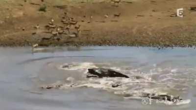 Gazelle Run Straight Into A Float Of Crocodiles