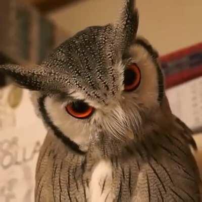 The way this owls face changes