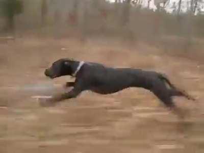 A Great Dane loping along at 30mph