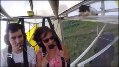 Cat hitches a ride on the plane unknowingly