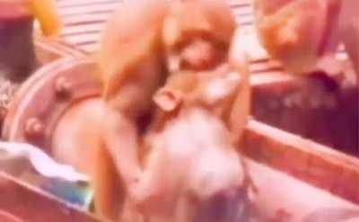 The monkey that brought the electrocuted monkey back to life by applying first aid.