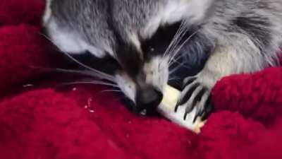 Raccoon Eating a Banana