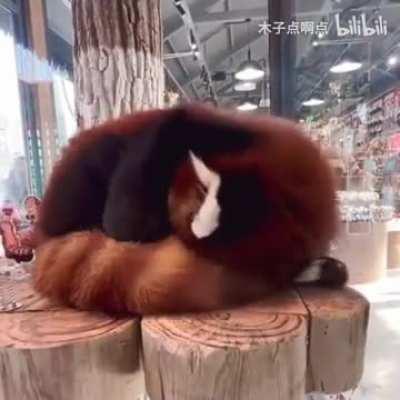 That’s why red panda has a fluffy tail