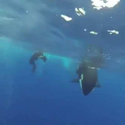 A killer whale giving to the diver a very close inspection