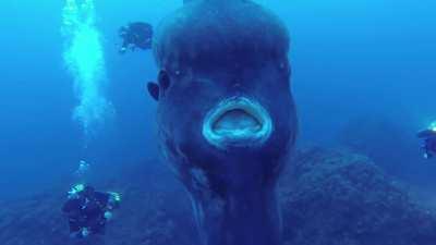 🔥 Divers came across this giant Sunfish, off the coast of Ilha de Santa Maria, Portugal