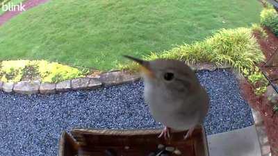 What bird is this (Atlanta, GA)