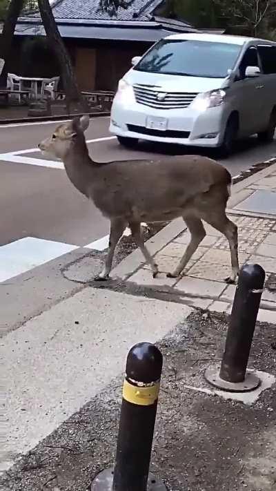 A deer in Nara, Japan, patiently waits for traffic to halt before crossing.