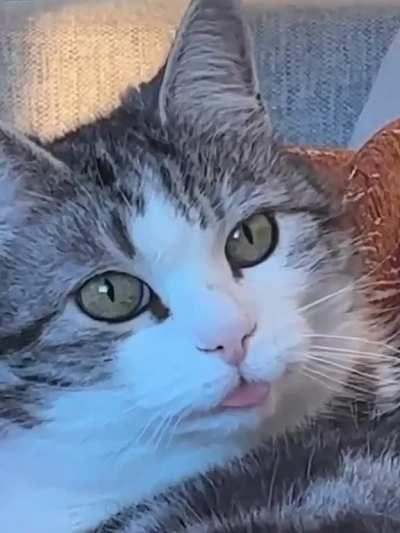 Not sure if blep or if she's having a stroke