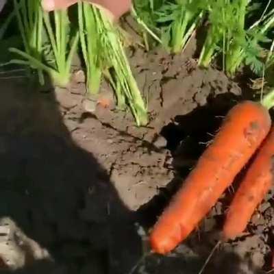 Pulling Bunches of Carrots