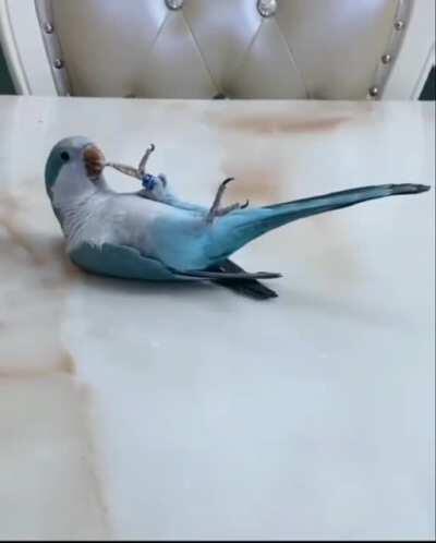 birbflip