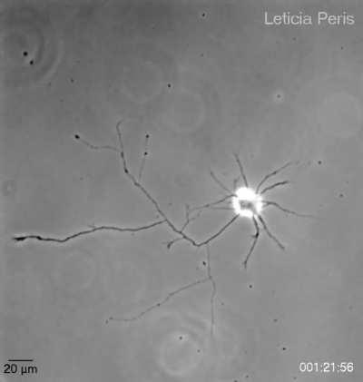 Single Brain Cell Looking for Impulses and Other Cells. Yowza!