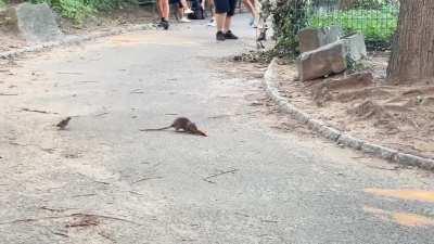 Pretzel Rat in Central Park