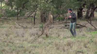 Kangaroo vs Man