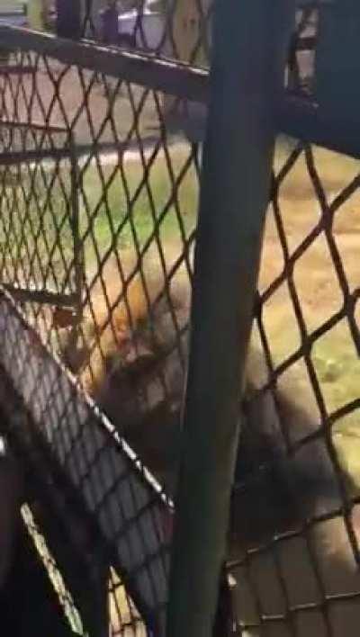 WCGW walking into a lion enclosure