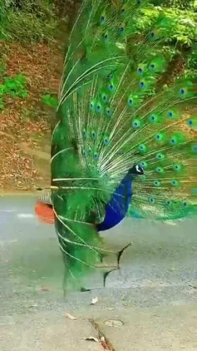 Beautiful Indian peafowl