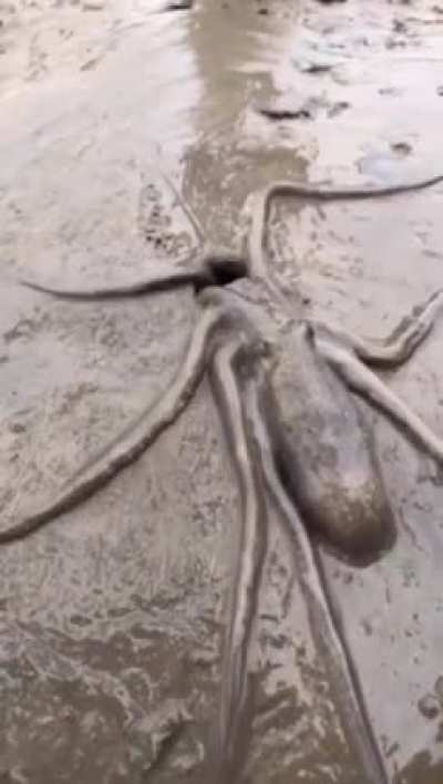 Octopus finds a new home