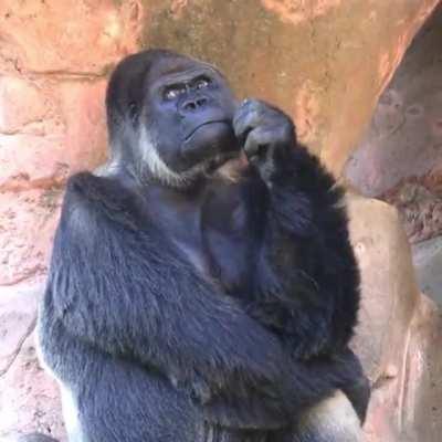 A gorilla in critical thinking mode ...with its expression and pose, it looks so much like a human.