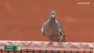 A pigeon brings a small bonus to Grigor Dimitrov