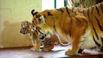 First time tiger mother trying to pick up her cub