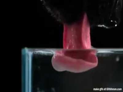 This is how a dog's tongue works