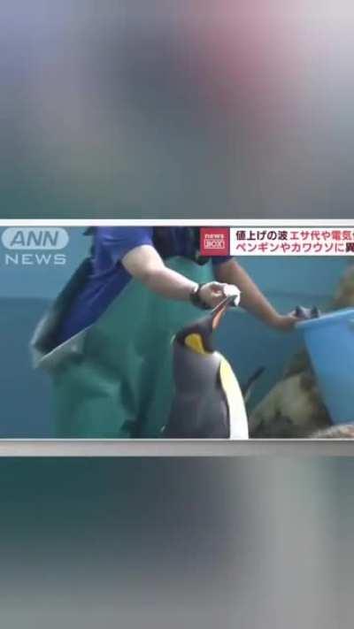 inflation has gotten so bad that even the penguins are pissed 🥺🐧