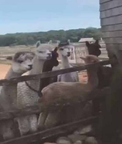 Girl with blow up costume really whips the llama's ass