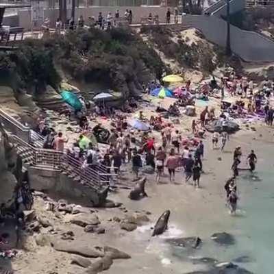 🔥Sea Lions don't give a fuck about crowded human beach