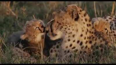 Mama cheetah with her adorable cubs