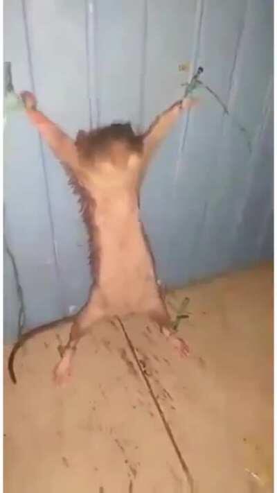 this rat is t