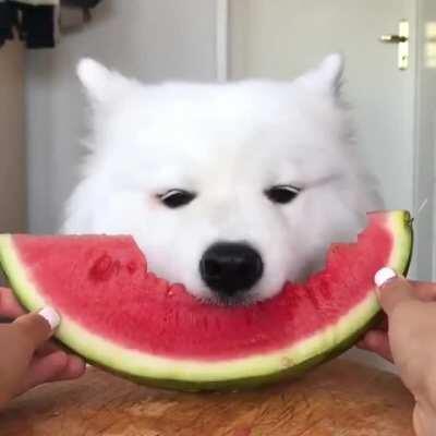 Good boye eating watermelon