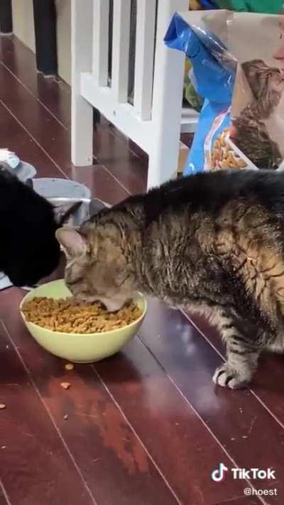 piggy cat shovels his food