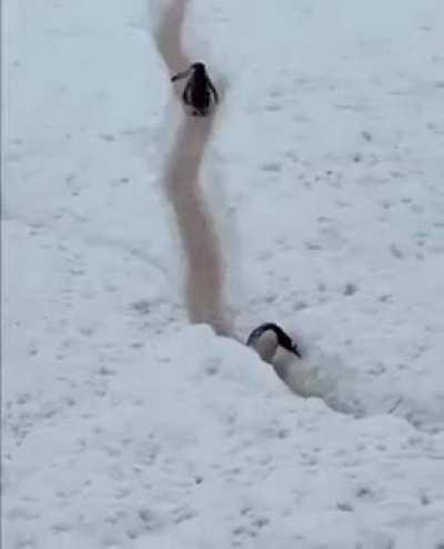 The way these penguins pass each other