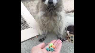 A raccoon eating cereal while our side had to win plays