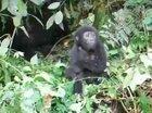 🔥 Baby gorilla tries it’s first chest pound