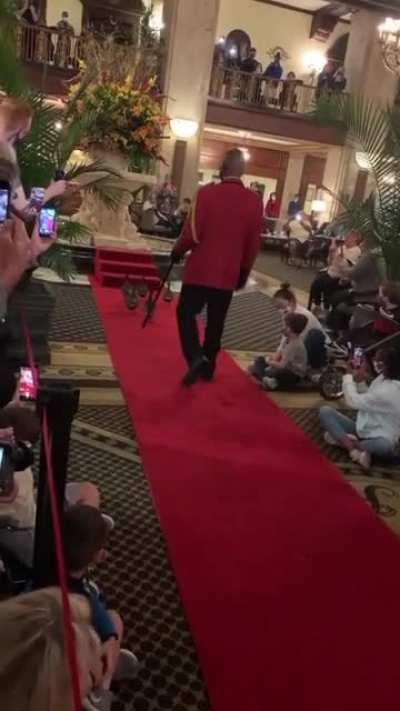 The Peabody Hotel ducks in Memphis Tennessee daily walk to the Hotel's fountain from their rooftop residence