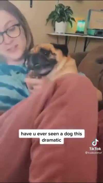 Pug screaming