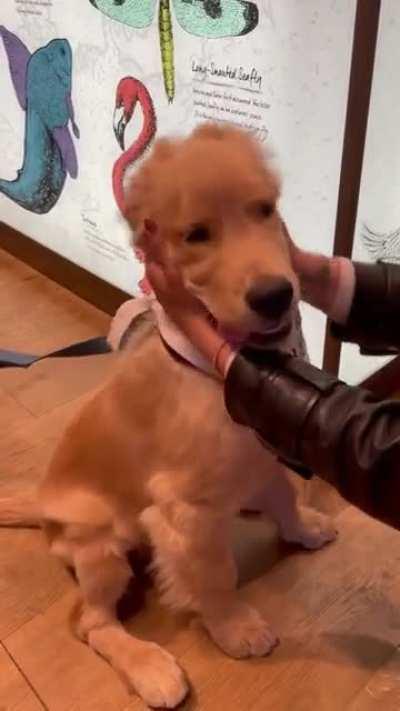 A puppy scritch a day keeps the glummies away