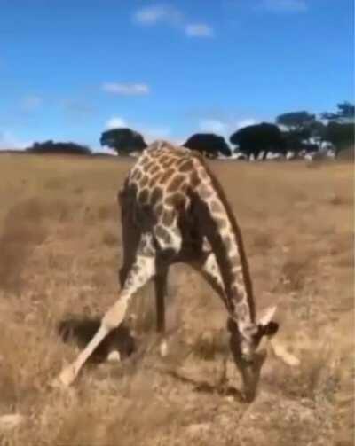 Ever wondered how giraffes eat grass? No, neither have it. But it’s pretty impressive.