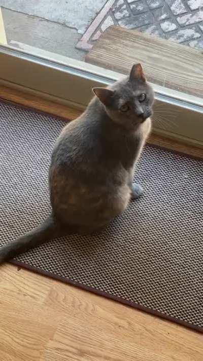 My cat when she wants to go outside (she was just outside)