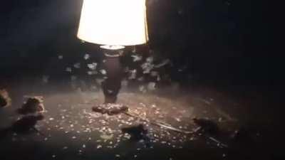 In Hilo, Hawaii, it's flying termite season. At night, swarms cover every light source for a few days days. Most people turn off all the lights in the house and just wait. My friend chose to put a lamp out back, so the toads can have a feast. 
