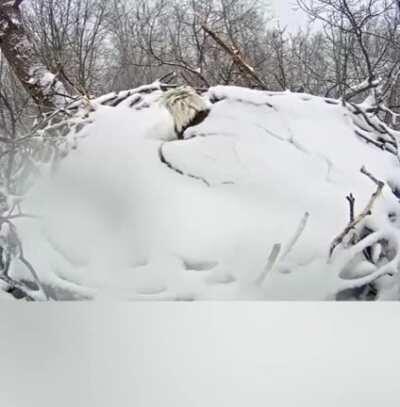 🔥 Bald eagle wakes up after a snowfall