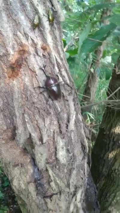 Two Japanese Rhinoceros beetles fighting with their horns in dispute for females