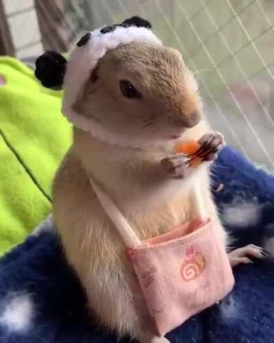 Panda Hat! Bag of Carrots!