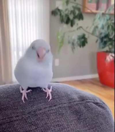 This birb got better moves than I do