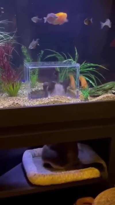 An aquarium for a cat.