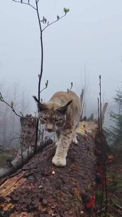 🔥 Meeting a Lynx in the Harz Mountains