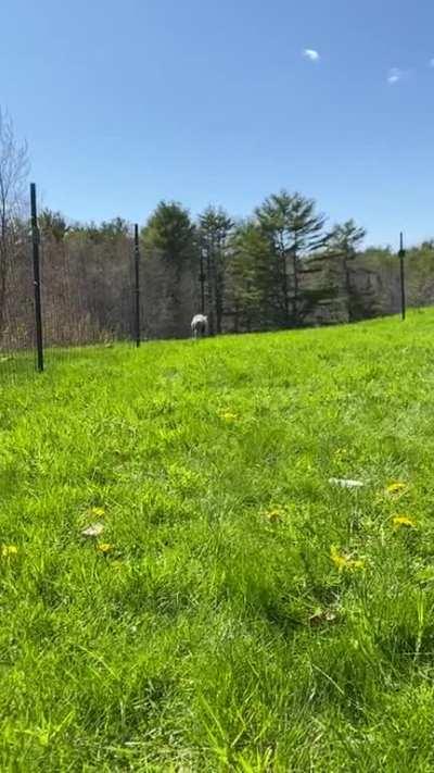 Bentley, celebrating his first time with so much space 🐷